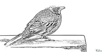 blackbird Coloring Pages To Print